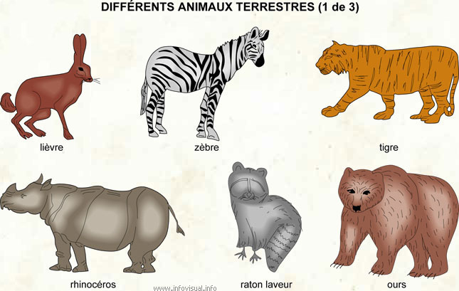 Différents animaux terrestres (1 de 3)
